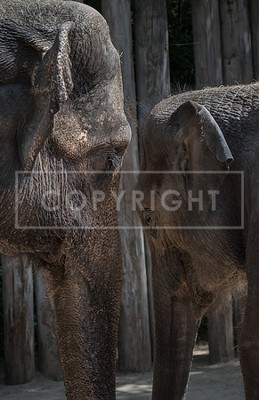 elephants.final