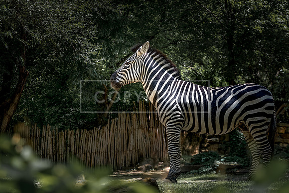 zebra_JRP_1585